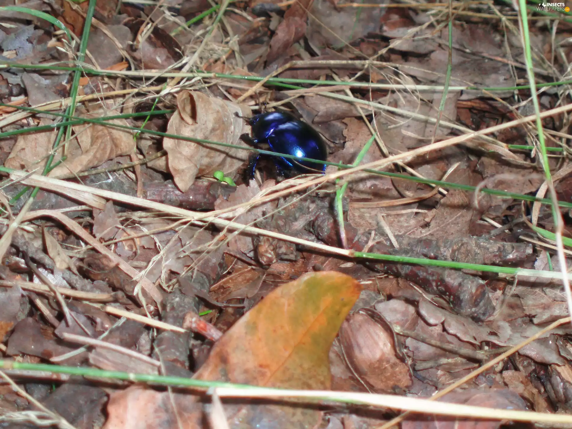 grass, beetle, Leaf