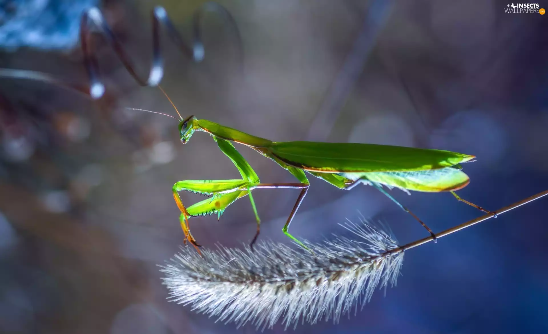 mantis, fuzzy, background, grass