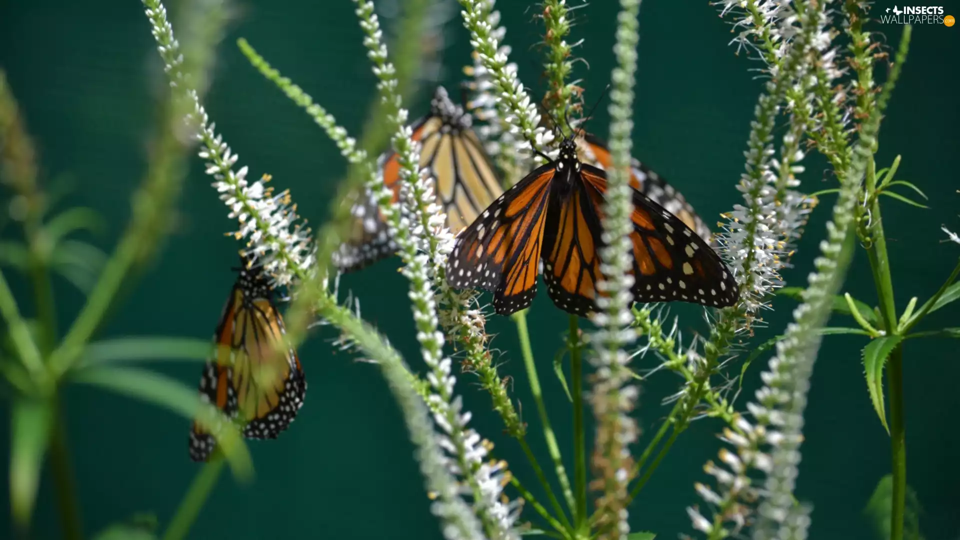 grass, butterfly, monarch