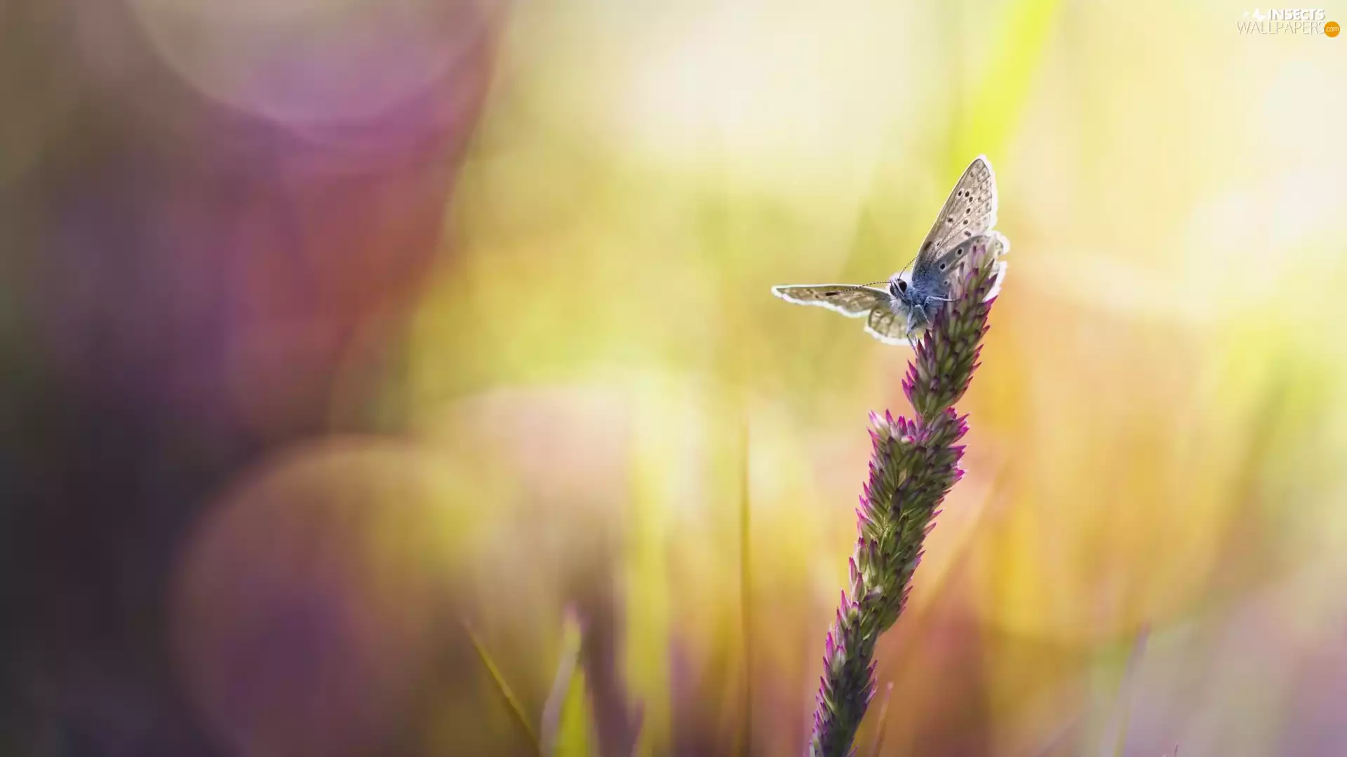 stalk, butterfly, Bokeh, grass