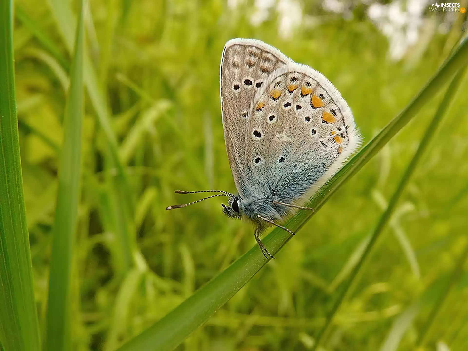 grass, butterfly, stalk