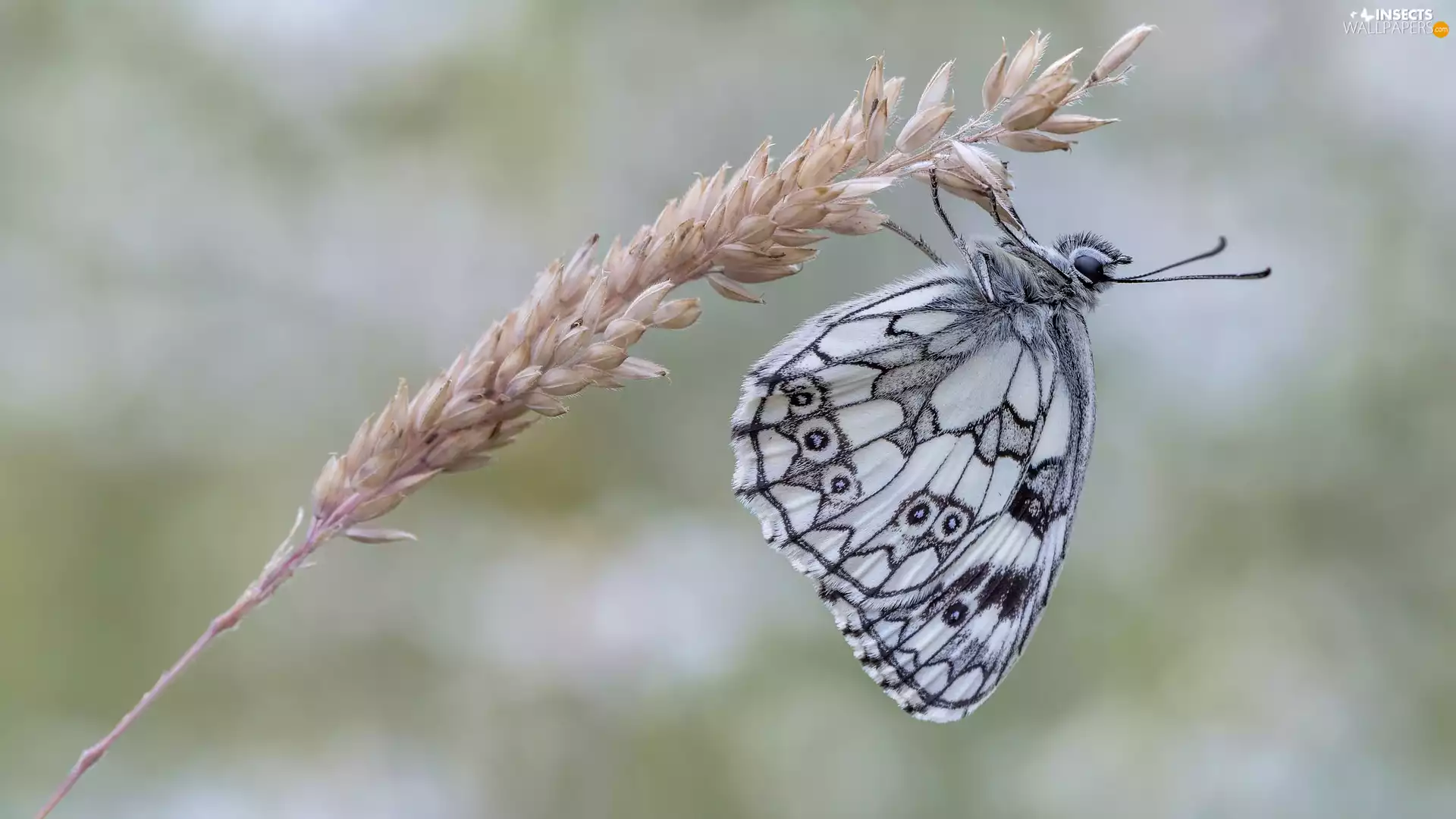 butterfly, grass, stalk, marbled chessboard