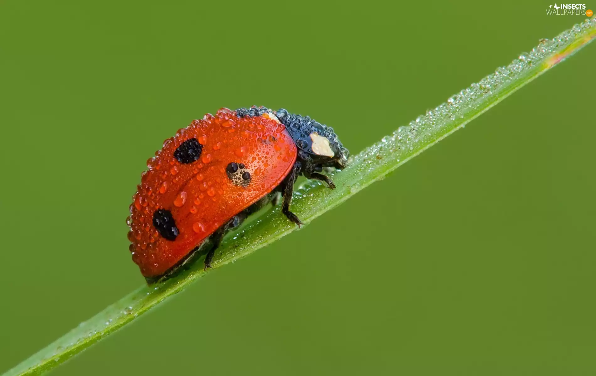 grass, ladybird, stalk