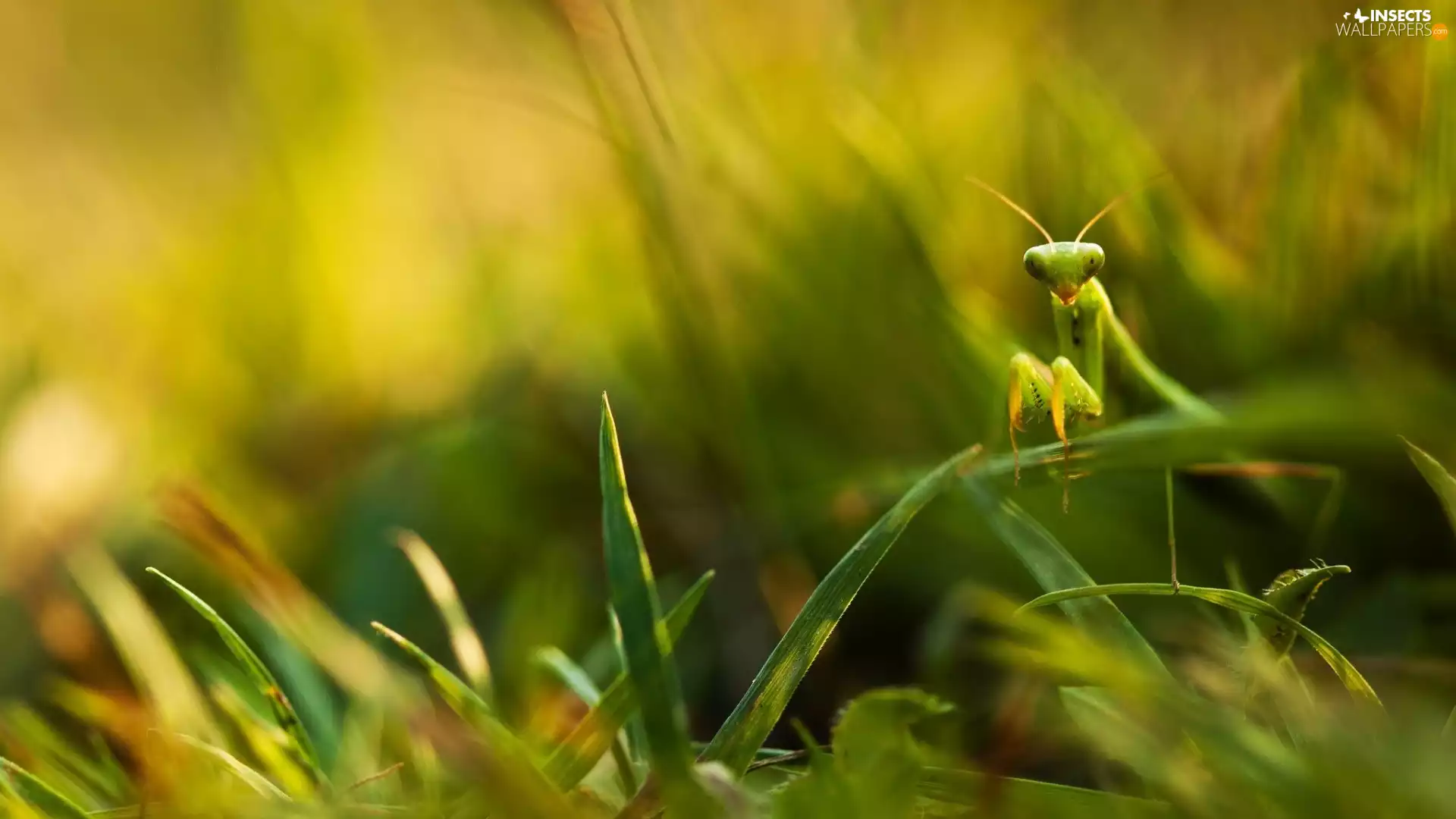 grass, mantis, tall