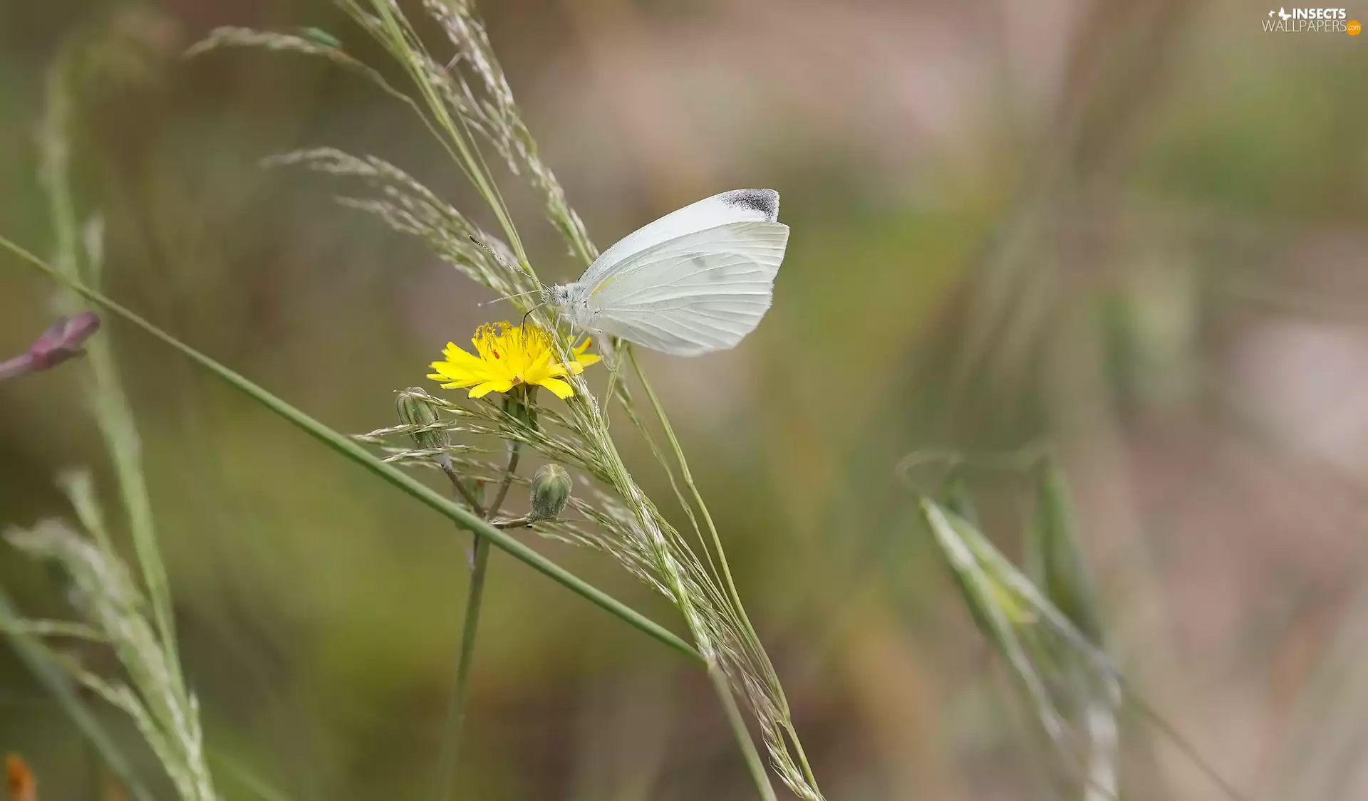 butterfly, Colourfull Flowers, grass, Small White