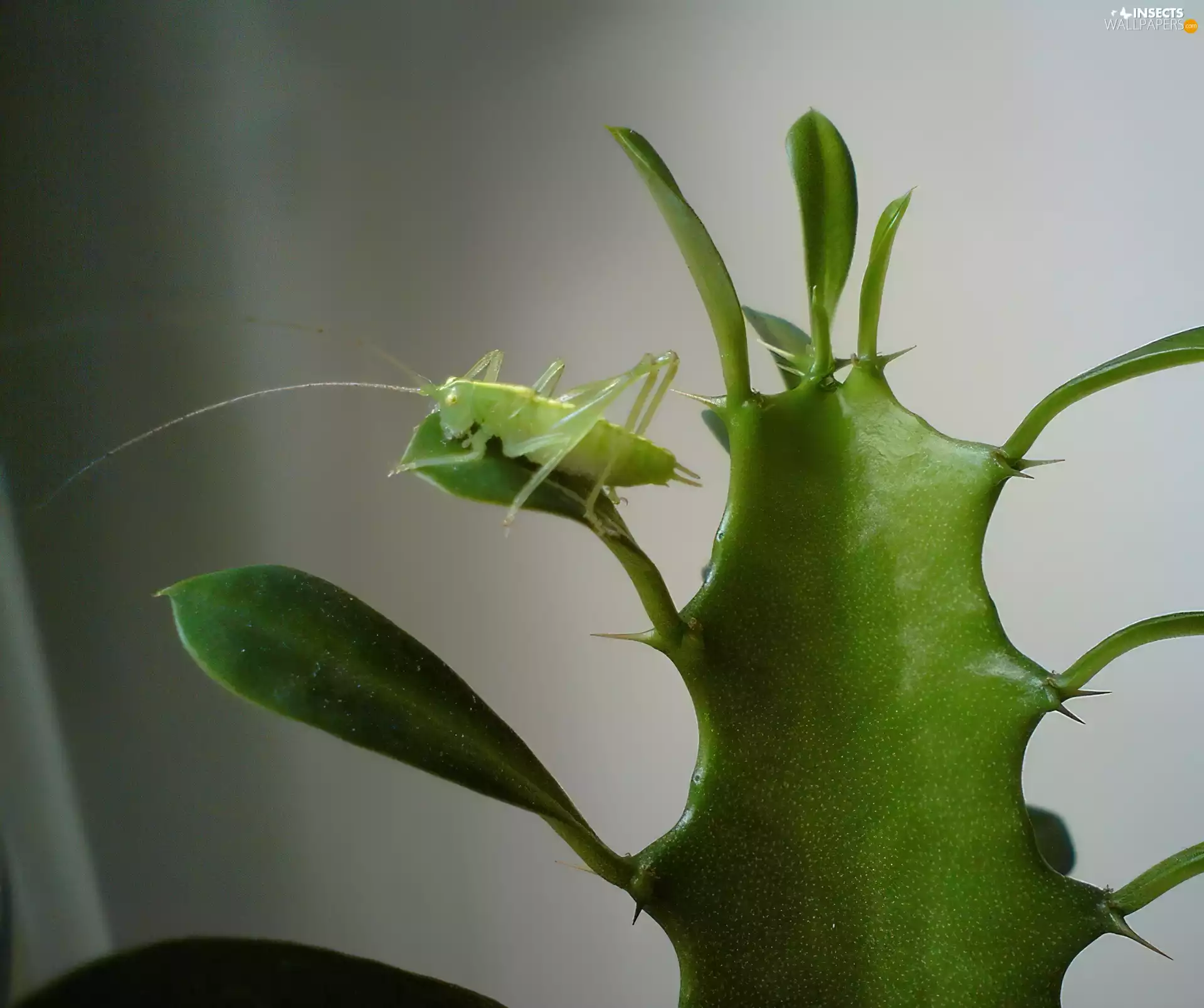 grasshopper, Cactus
