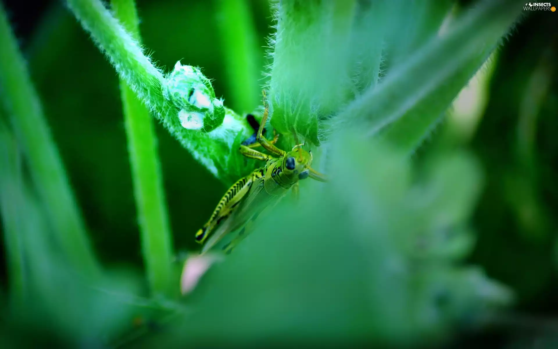 grasshopper, grass, Green
