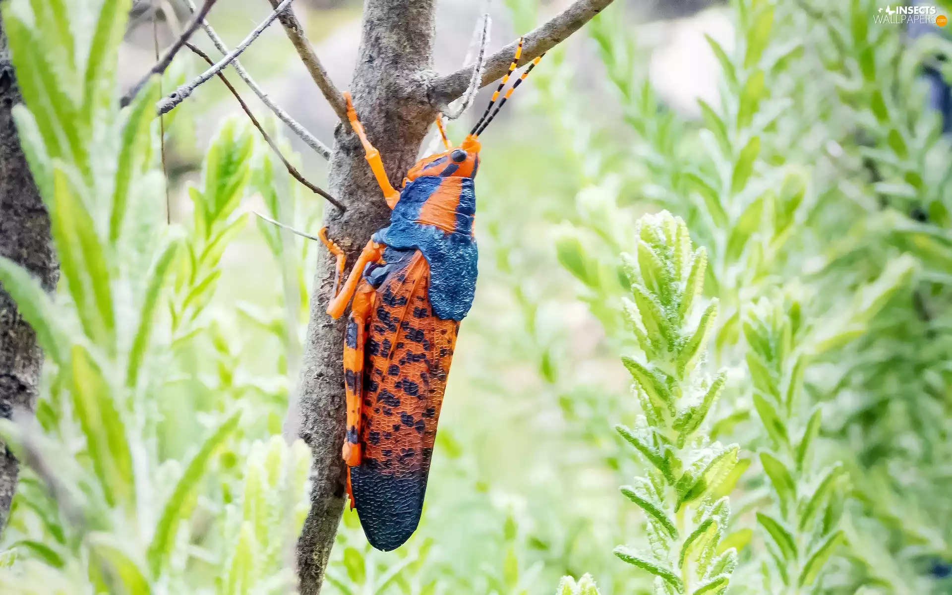 Insect, twig, plant, grasshopper