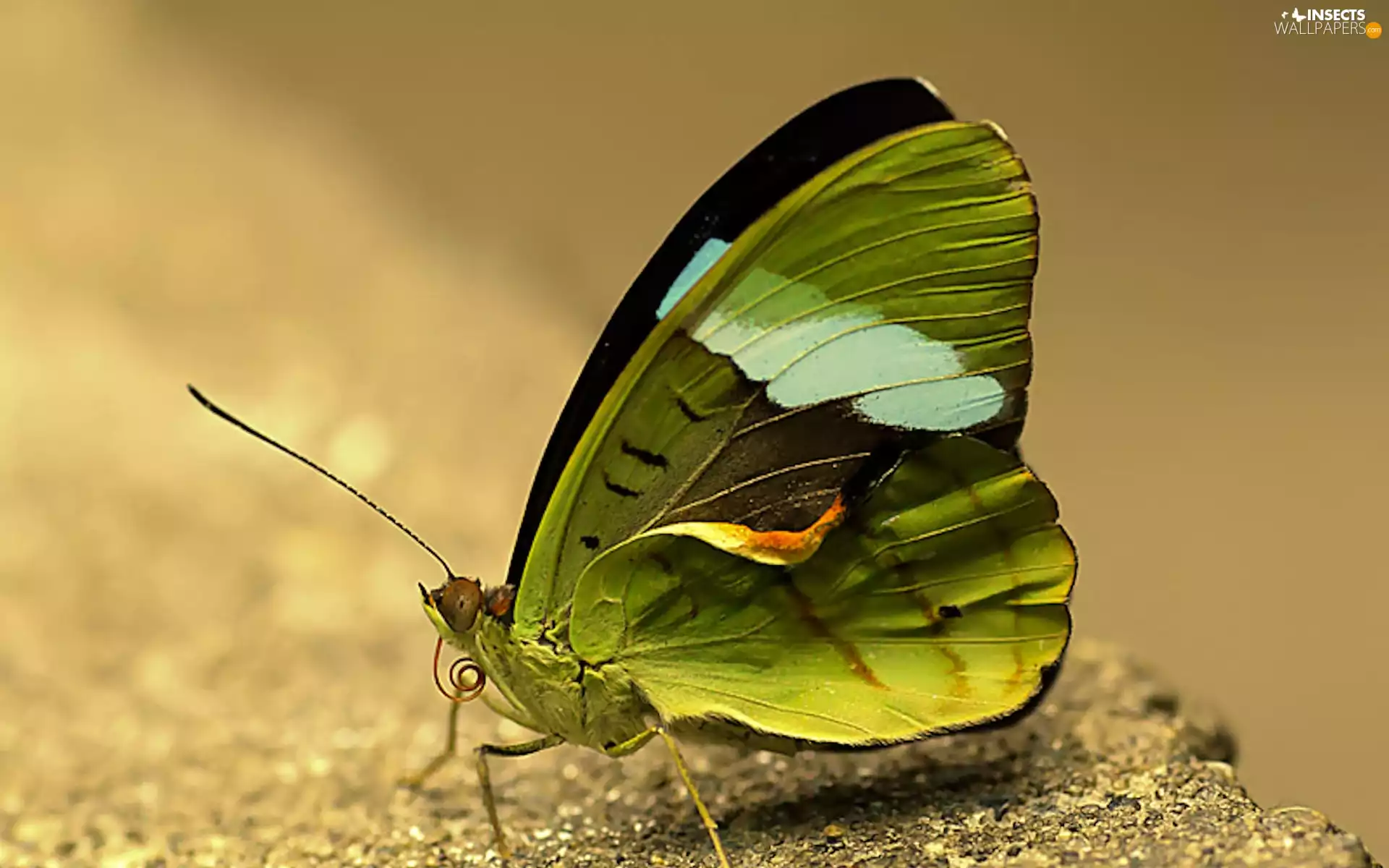 Green, butterfly