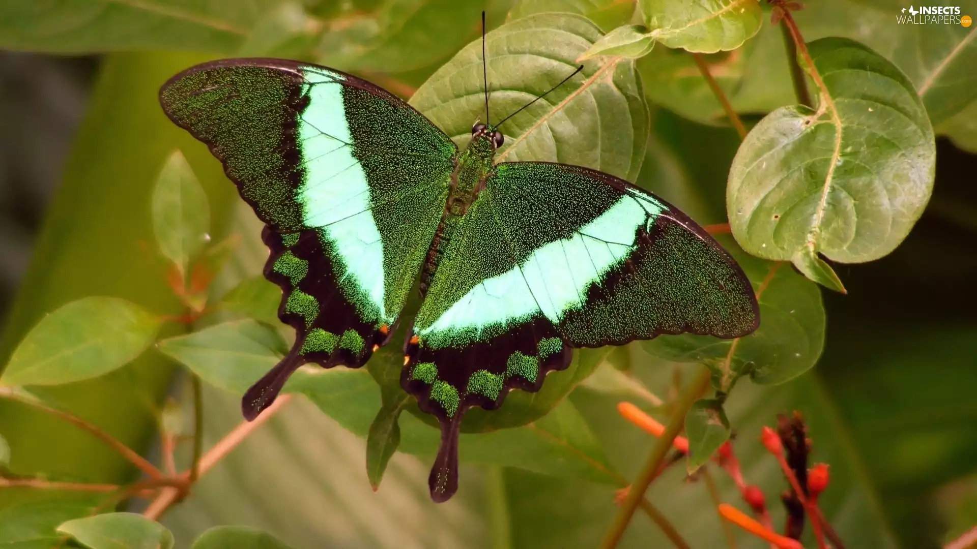 Green, butterfly