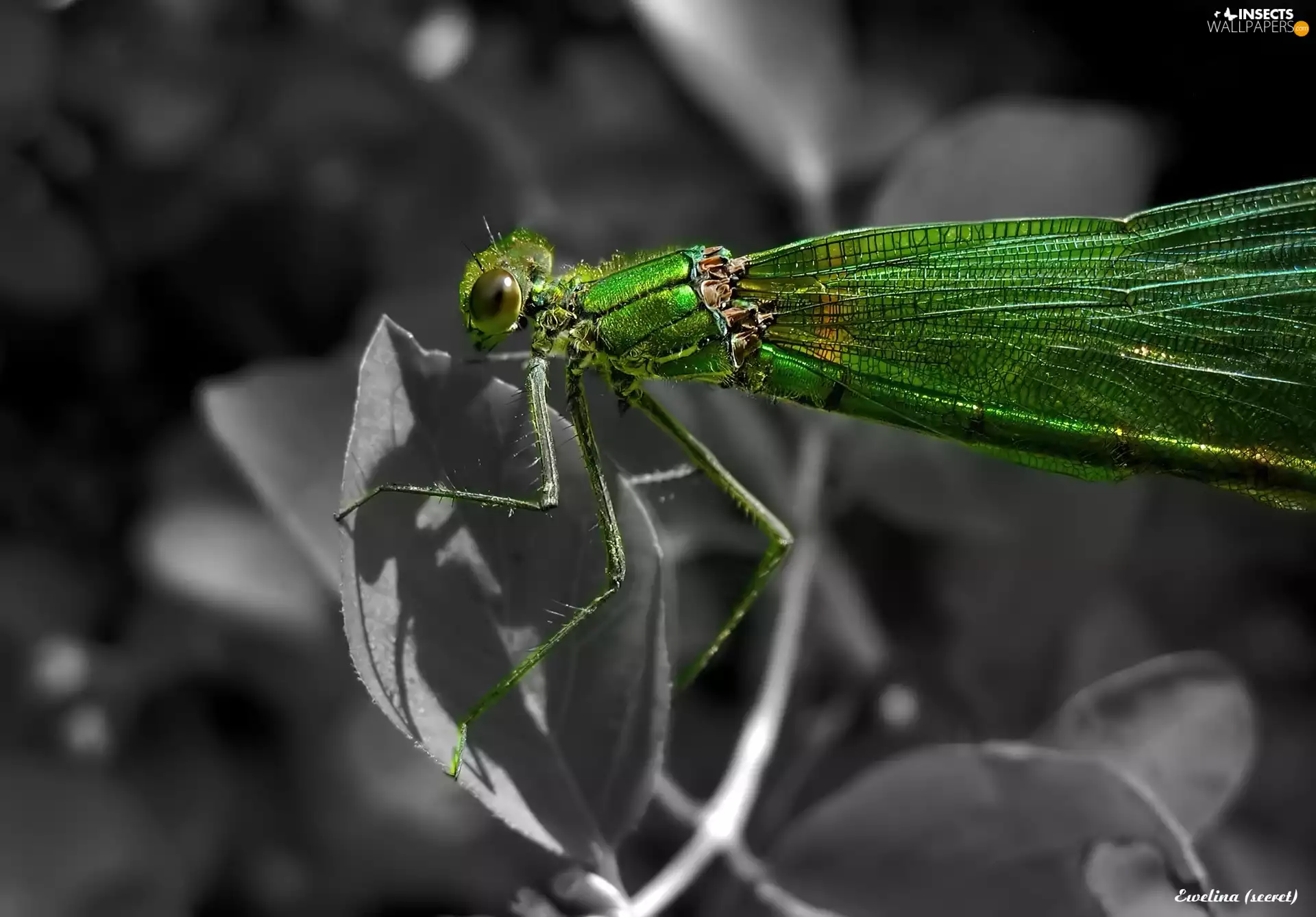 Green, dragon-fly