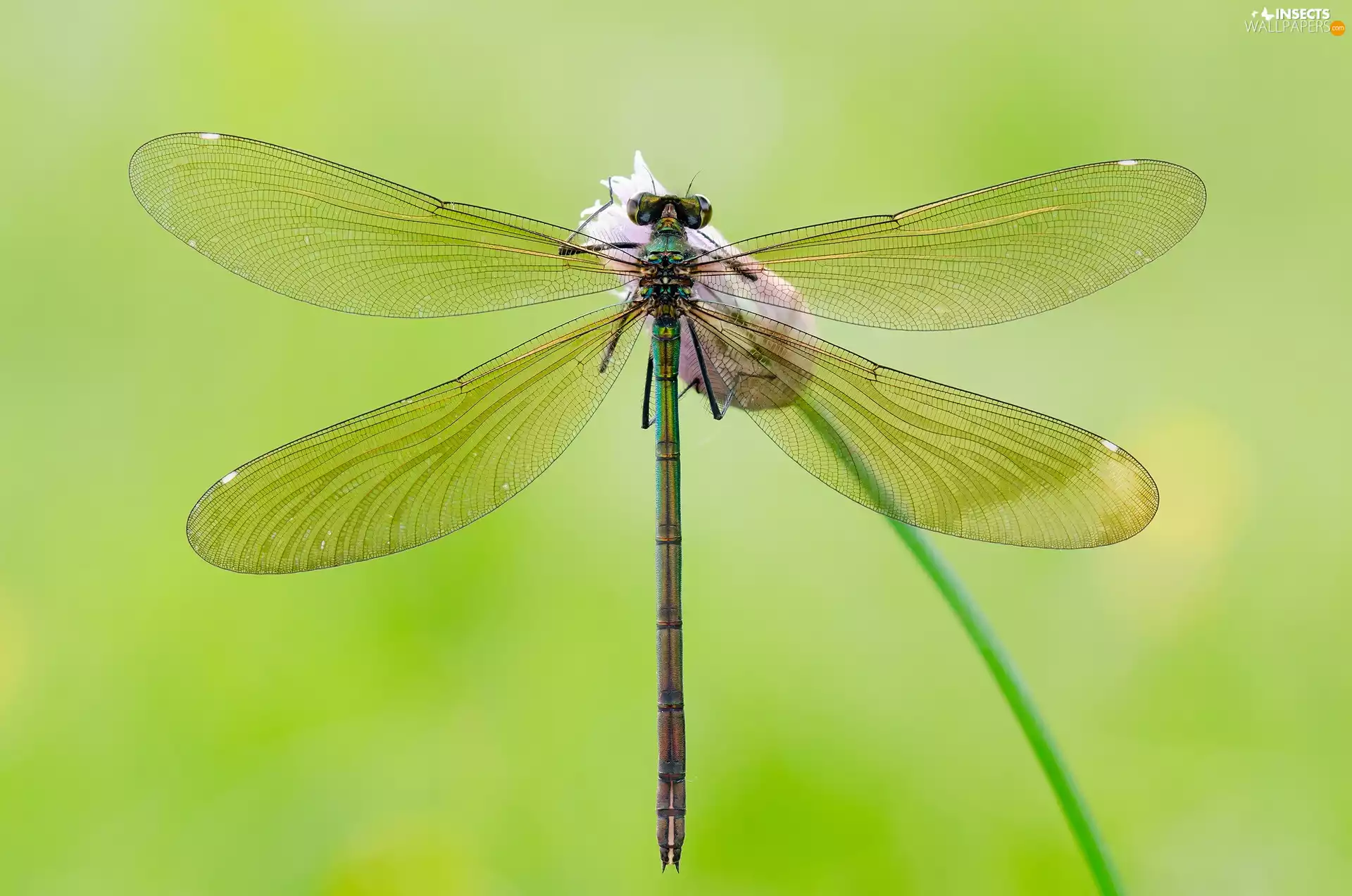 Green, dragon-fly