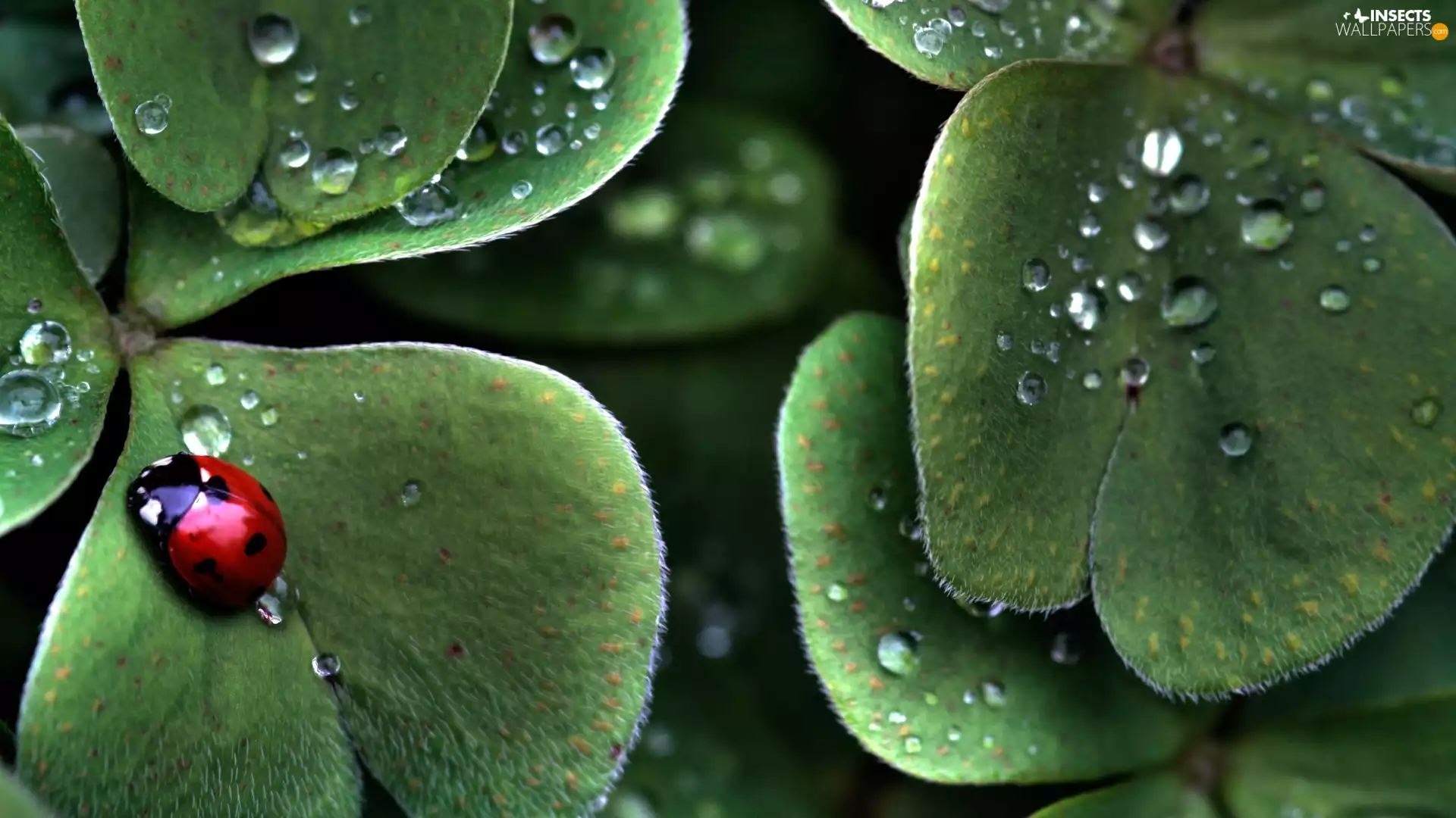 drops, dew, Leaf, green ones, ladybird