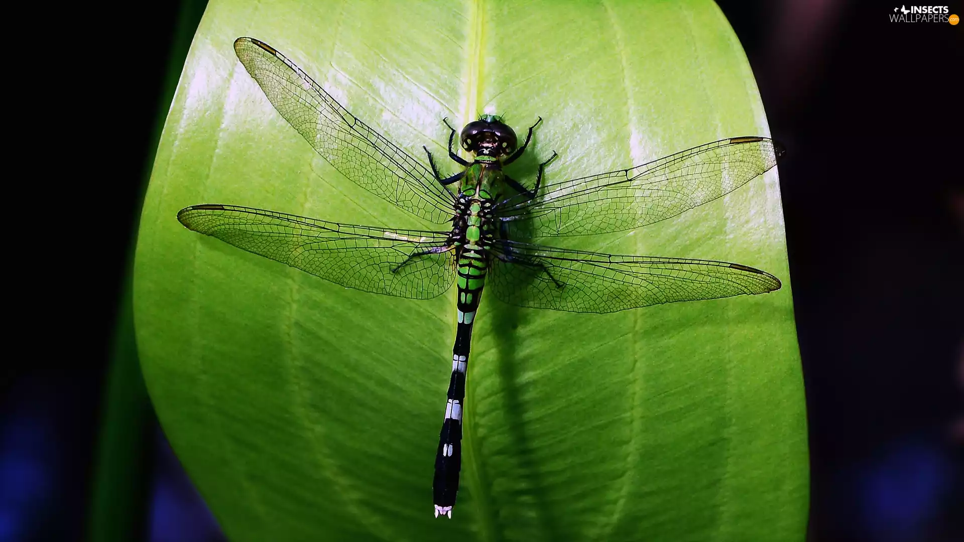 leaf, dragon-fly, Green