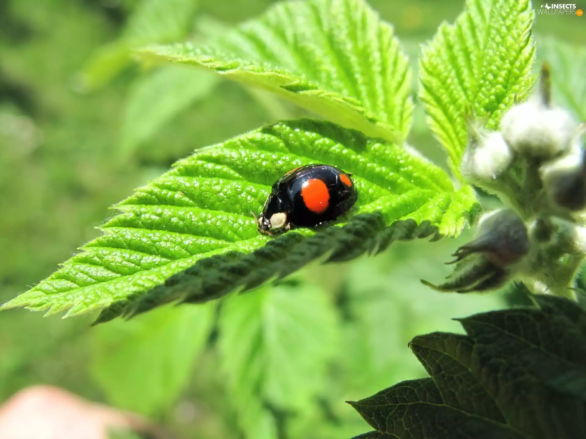 green, ladybird, leaf