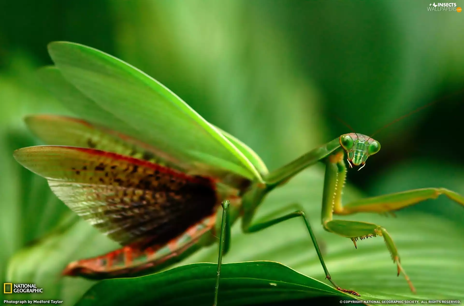 Green, mantis