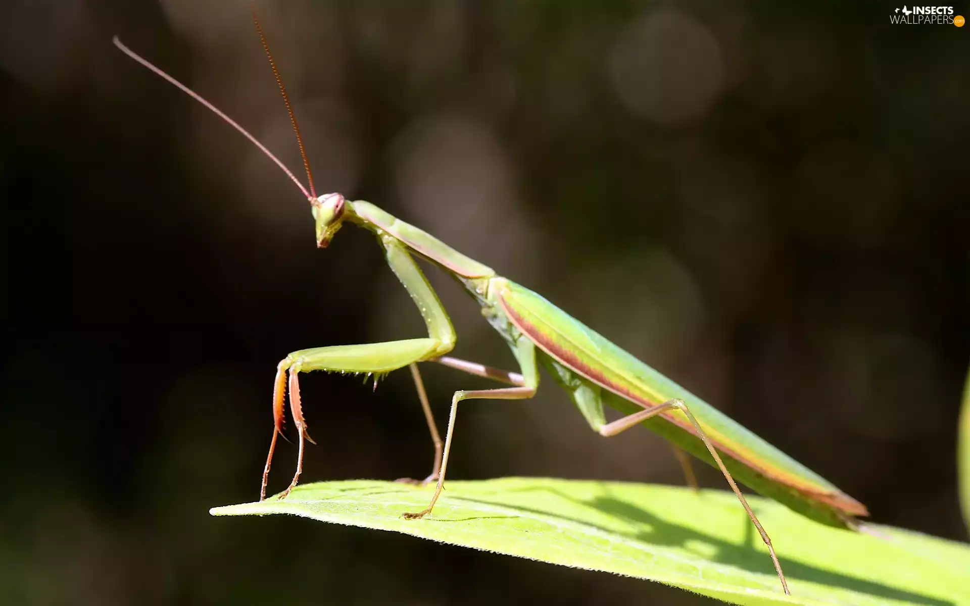 Green, mantis
