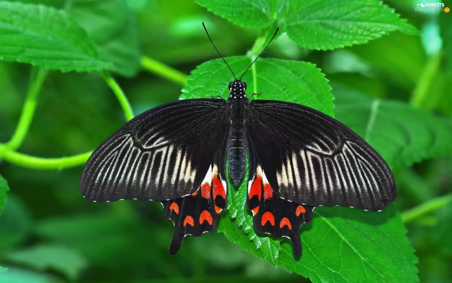Black, green ones, Leaf, butterfly