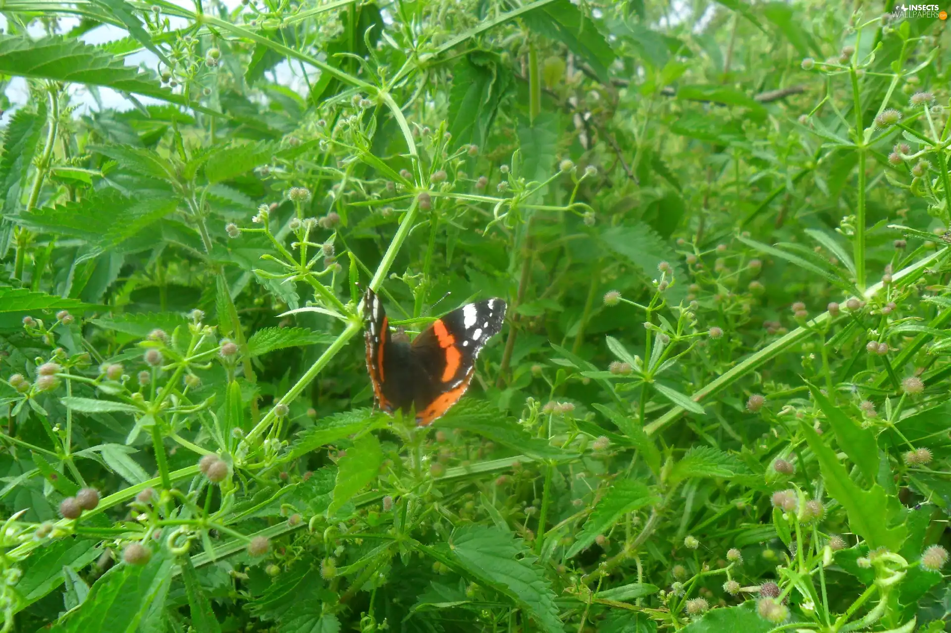 color, green ones, Leaf, butterfly