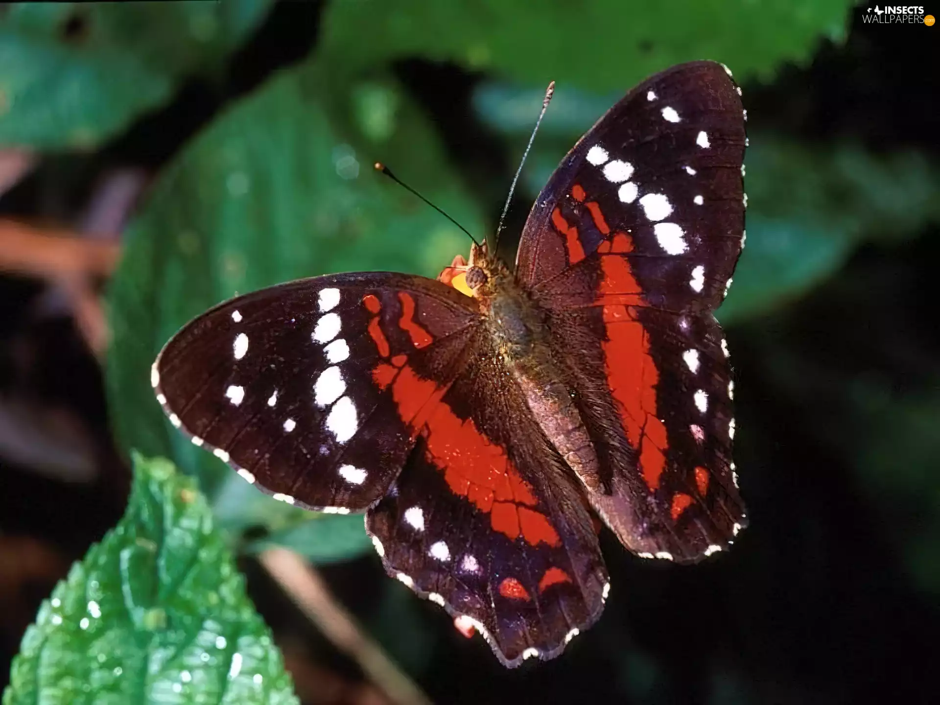 colorful, green ones, Leaf, butterfly