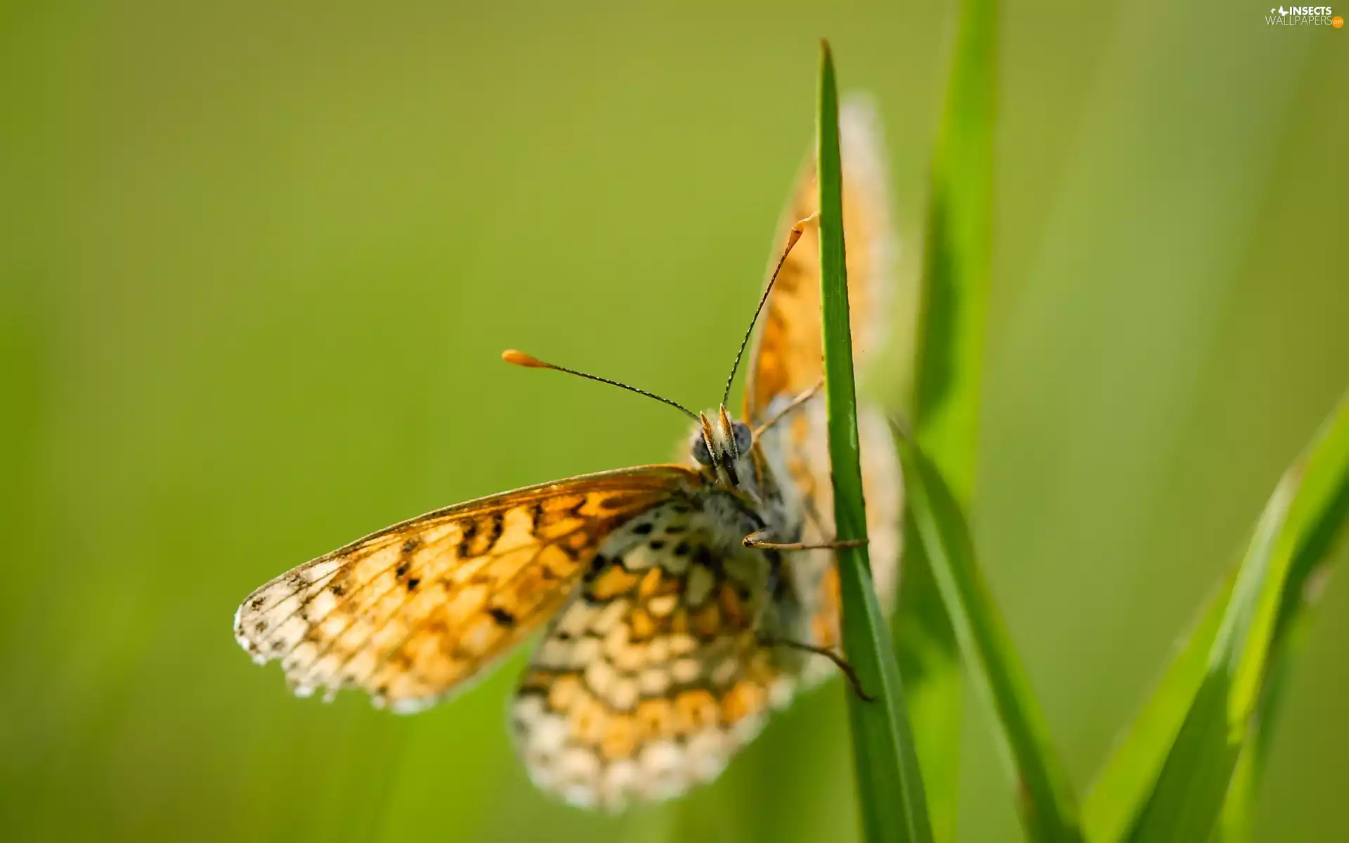 butterfly, green ones, background, grass