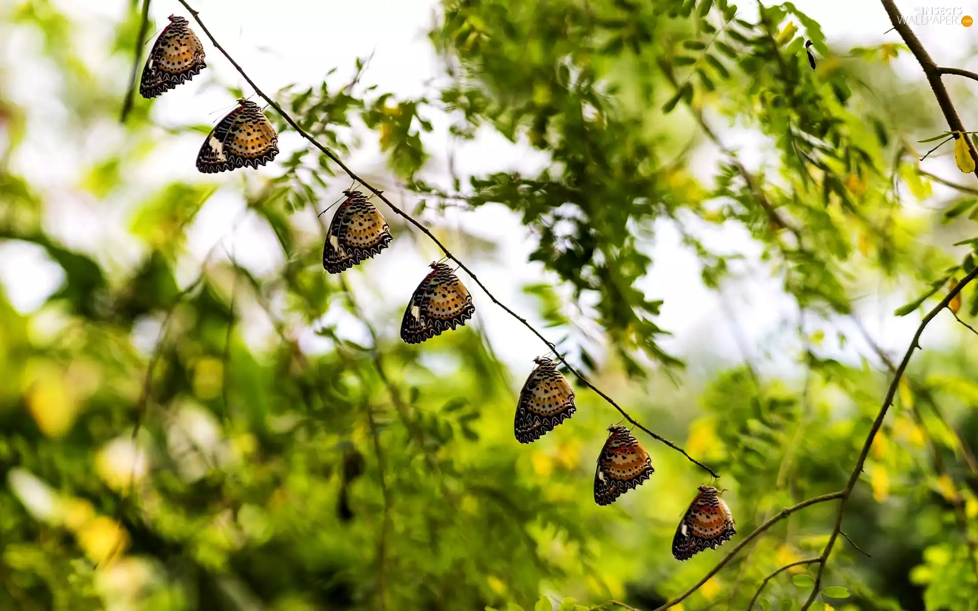 green, butterflies, twig