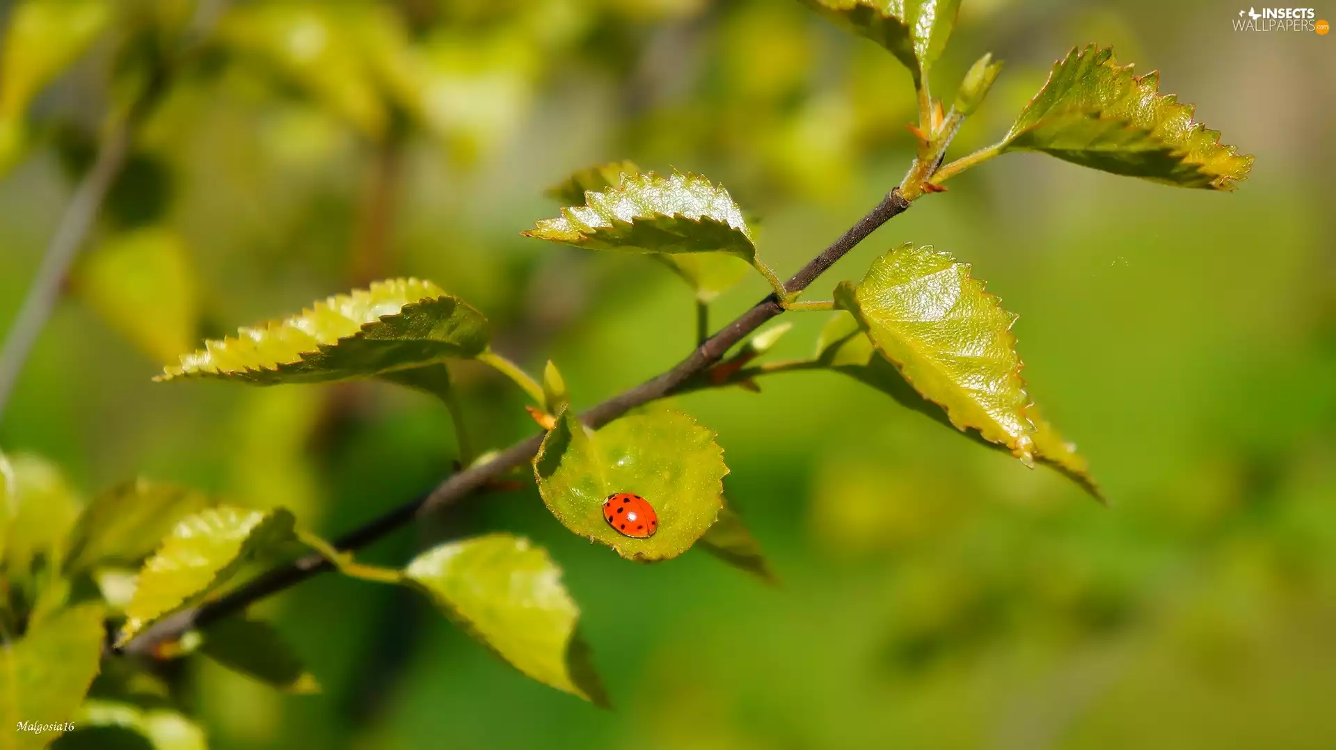 Leaf, ladybird, twig, green ones, birch-tree