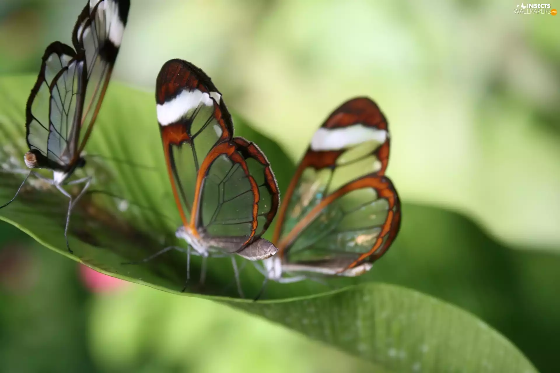 butterflies, Green Wings, Leaf, Glass