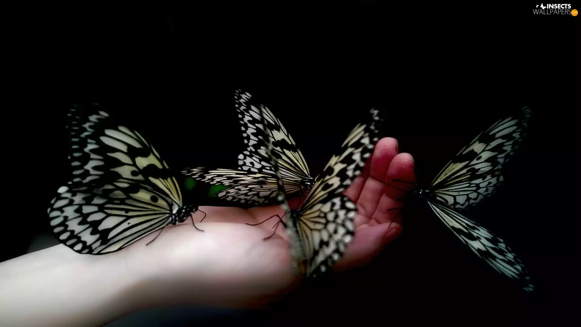 hand, butterflies