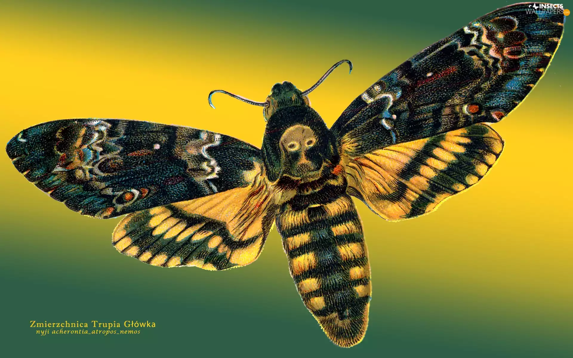 head, Zmierzchnica, wan