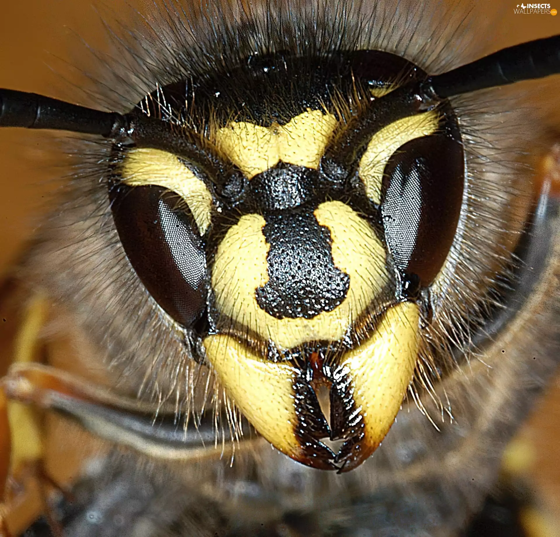 Head, Wasps