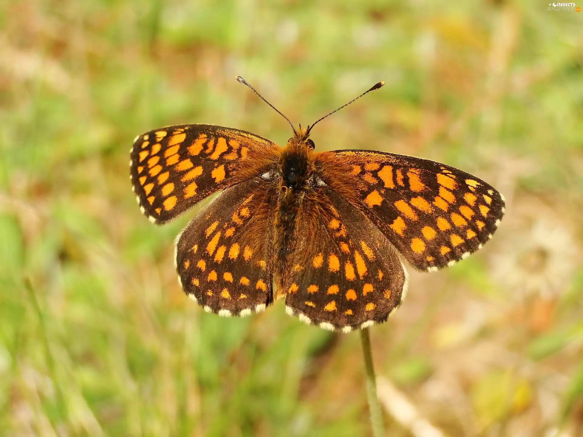 Heath Fritillary, butterfly