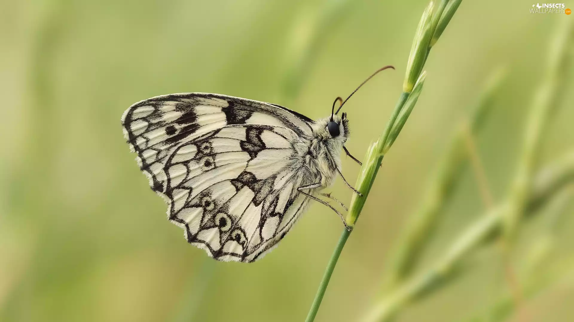 The herb, butterfly, marbled chessboard