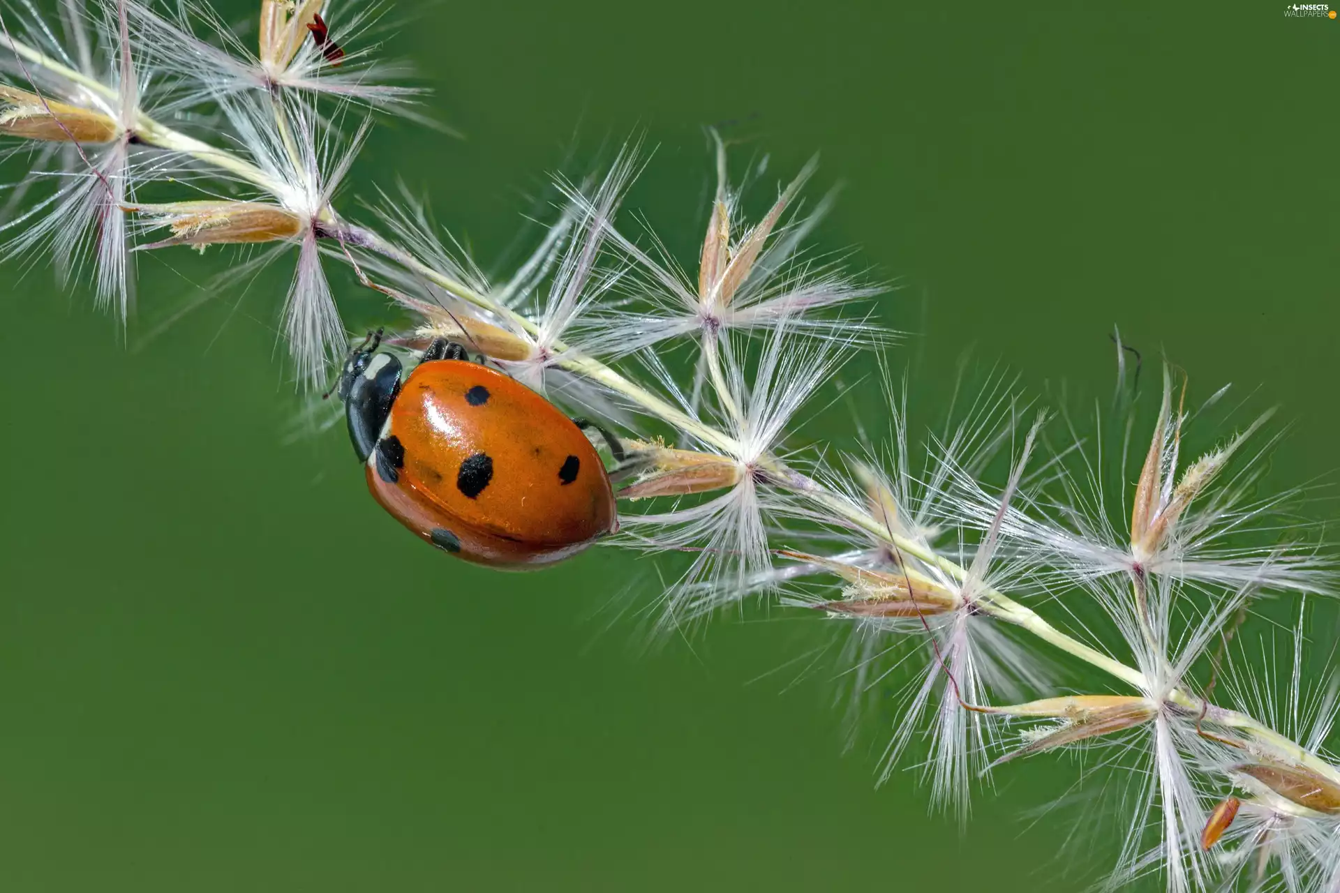 Close, ladybird, The herb