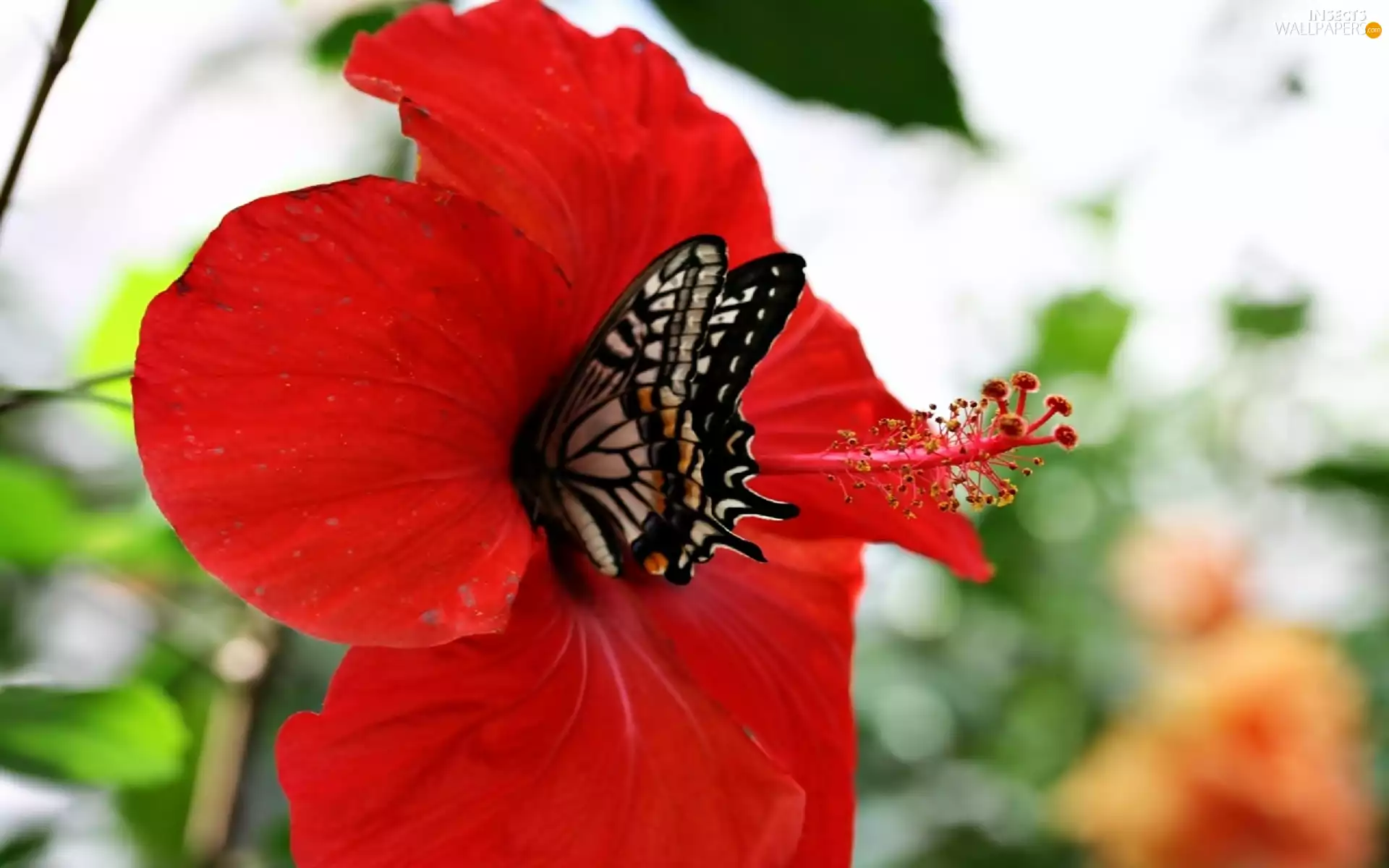 hibiskus, butterfly