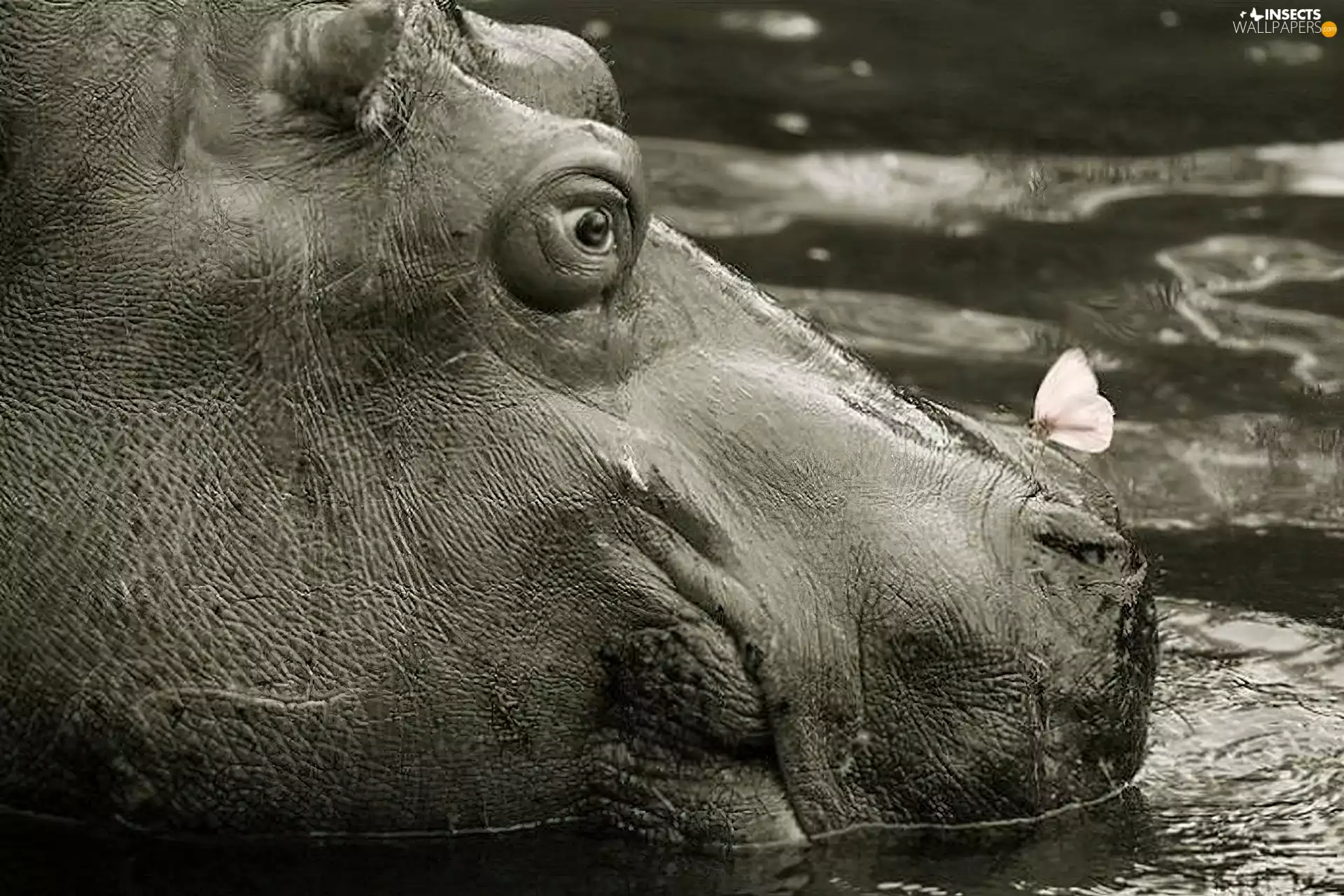 hippo, butterfly