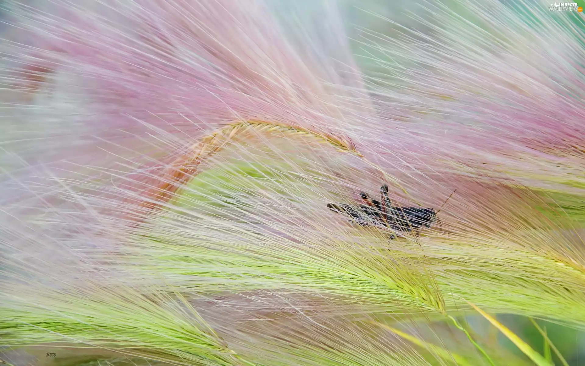 sea-horse, ##, Rye, field