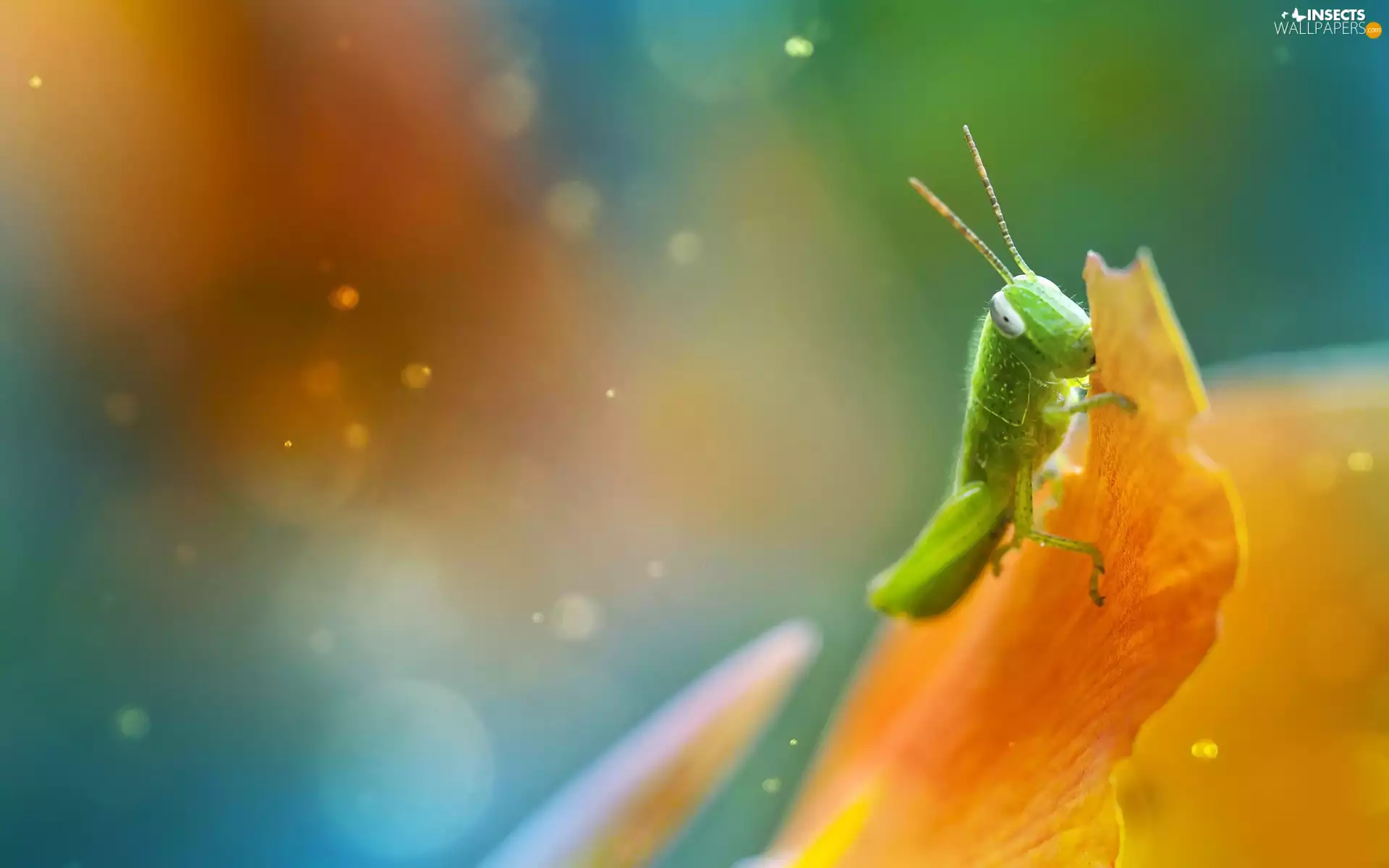 sea-horse, an, flower, field