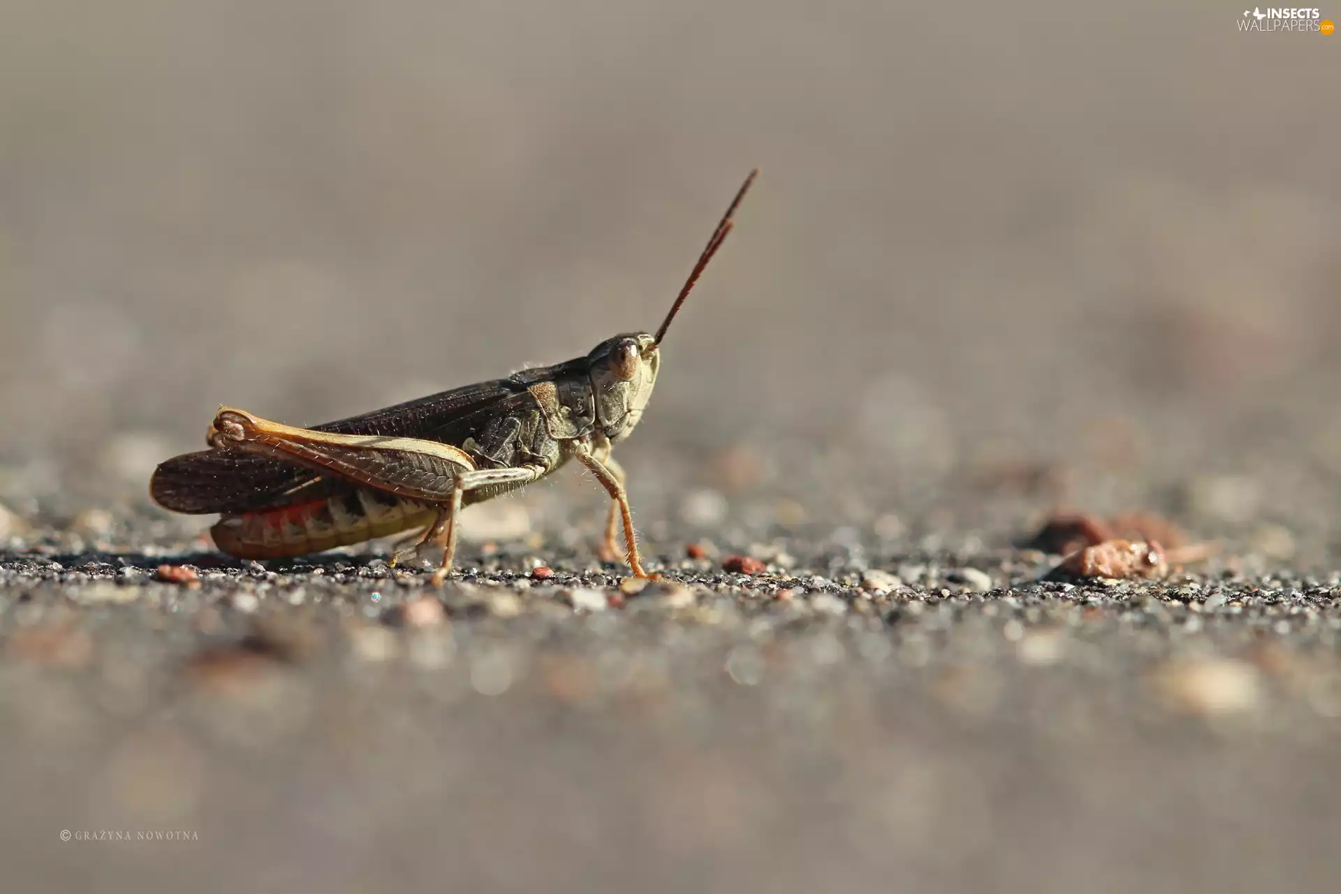sea-horse, cricket, Insect, field