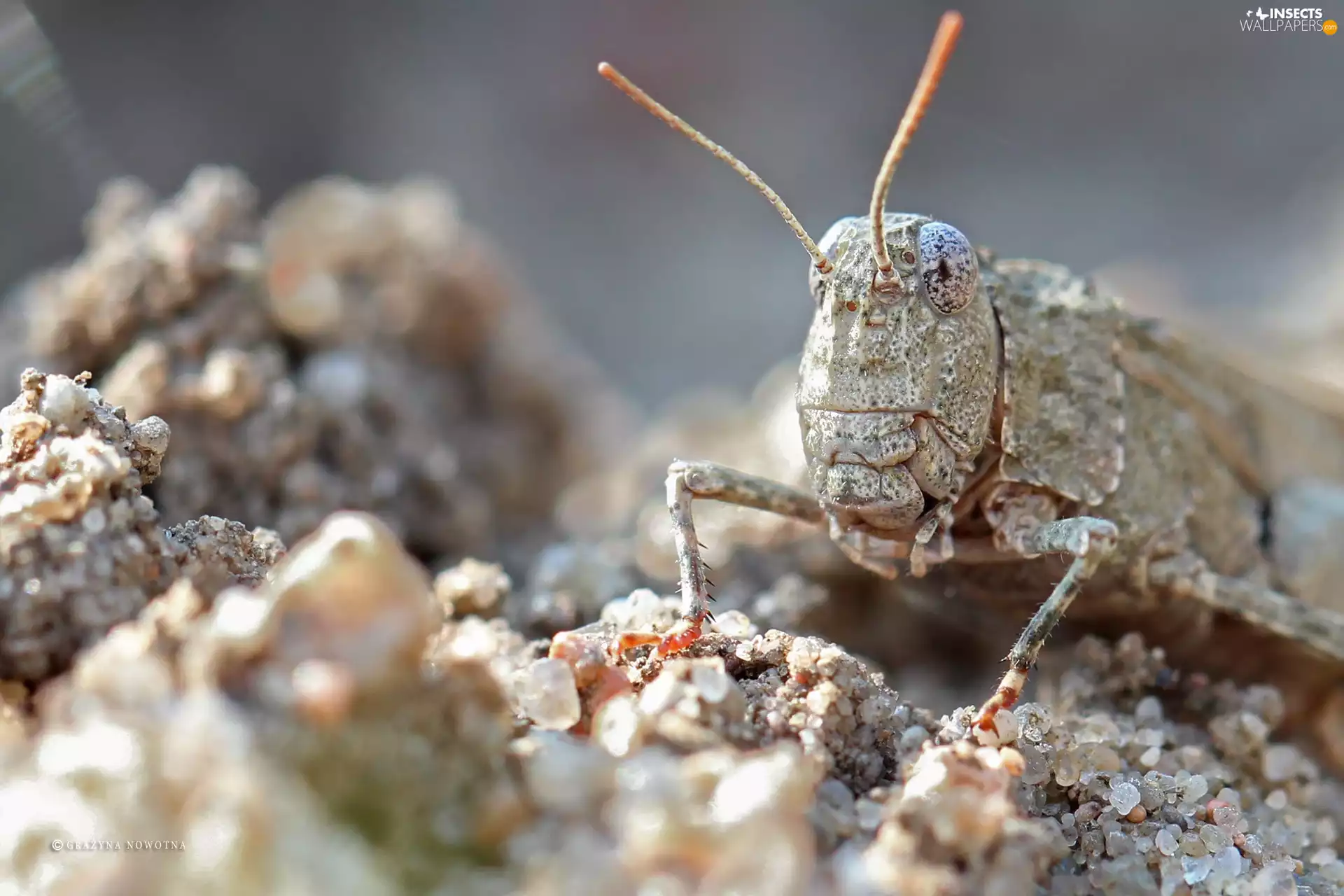 sea-horse, cricket, Insect, field
