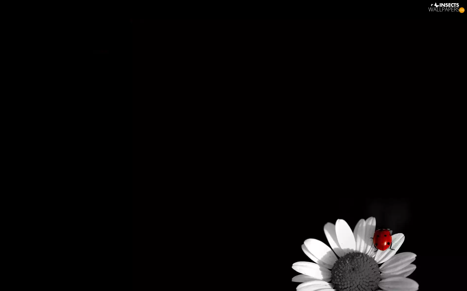 ladybird, Flower, red hot