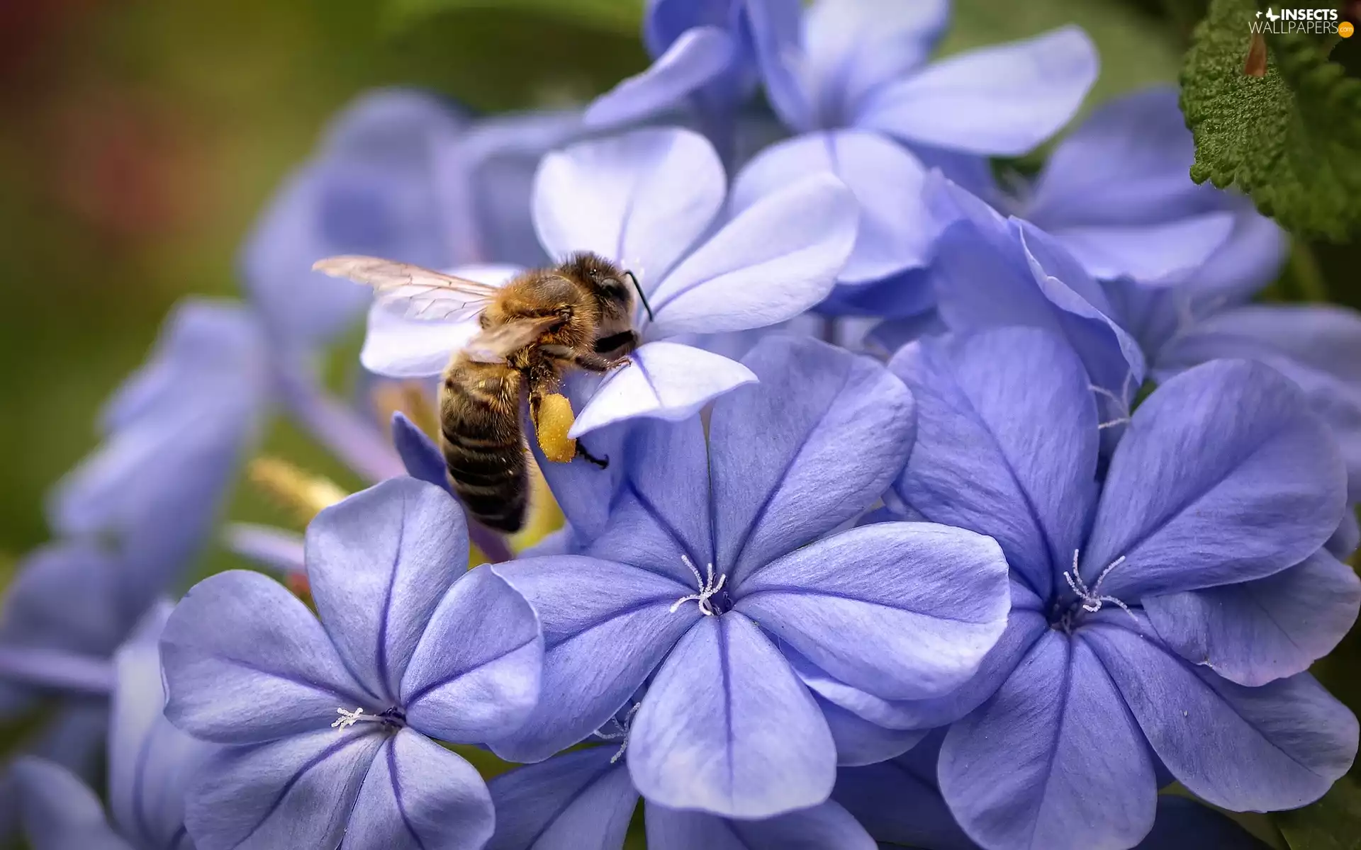 hydrangea, bee, Violet