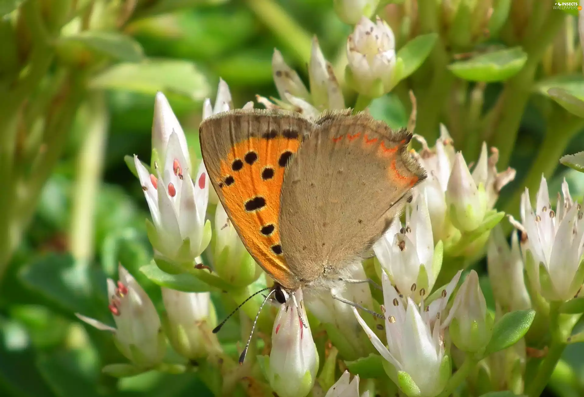 Flowers, butterfly, Aphantopus Hyperantus