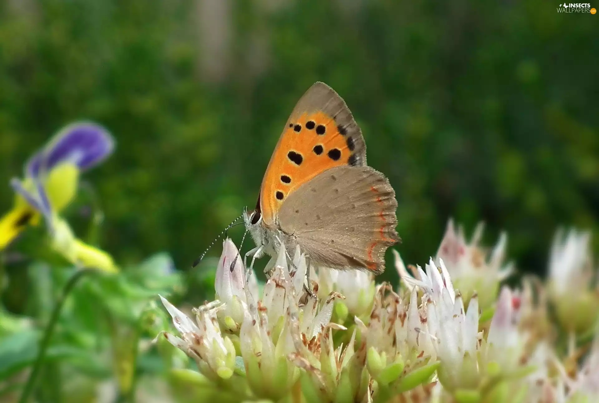 Flowers, butterfly, Aphantopus Hyperantus