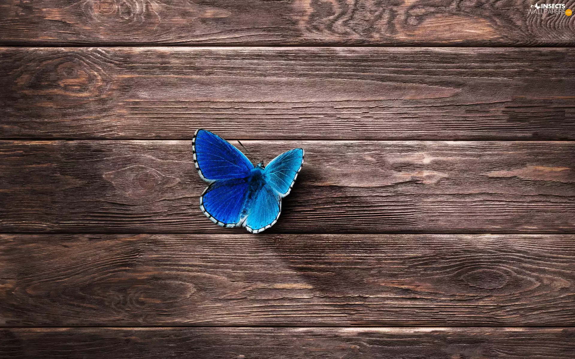 boarding, butterfly, Dusky Icarus