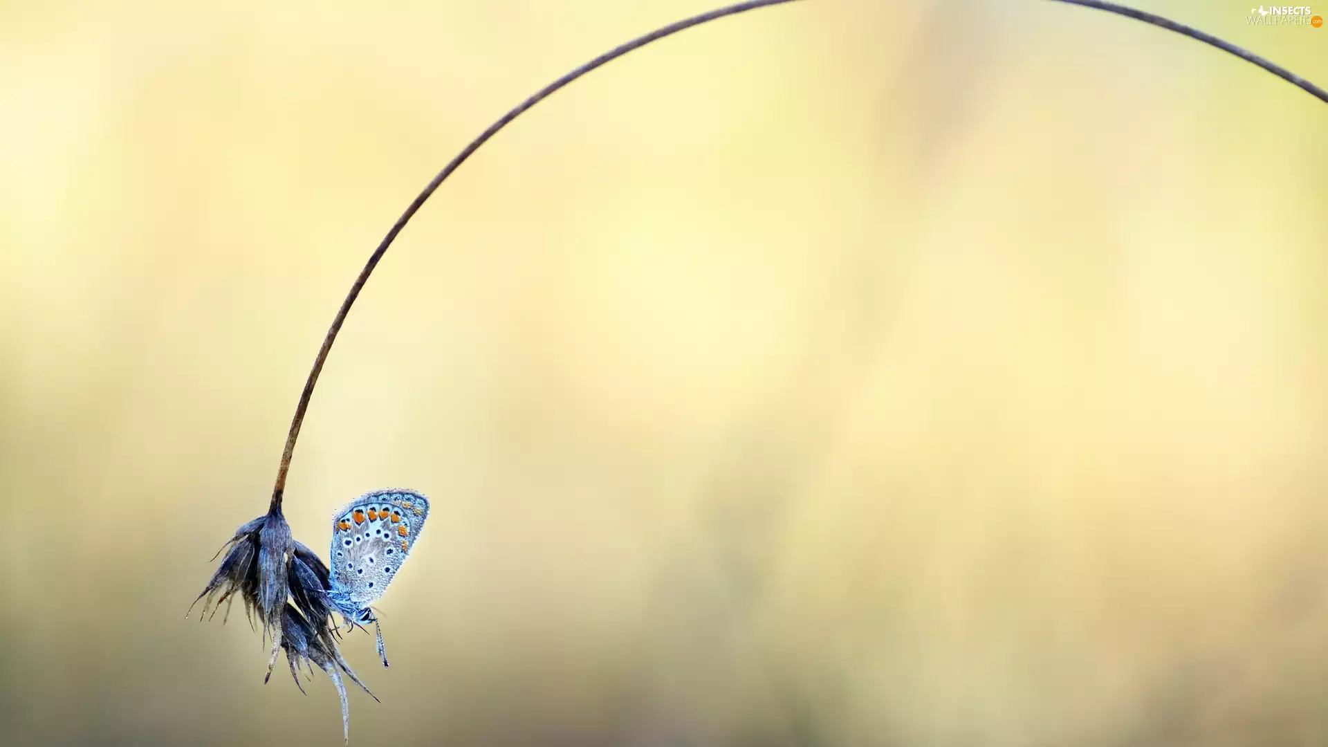 stalk, grass, Dusky Icarus, plant, butterfly