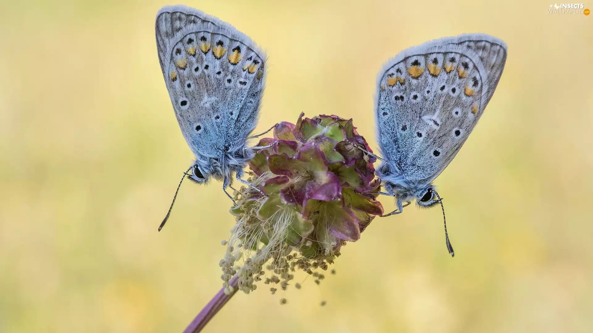Two cars, Dusky Icarus, The herb, butterflies