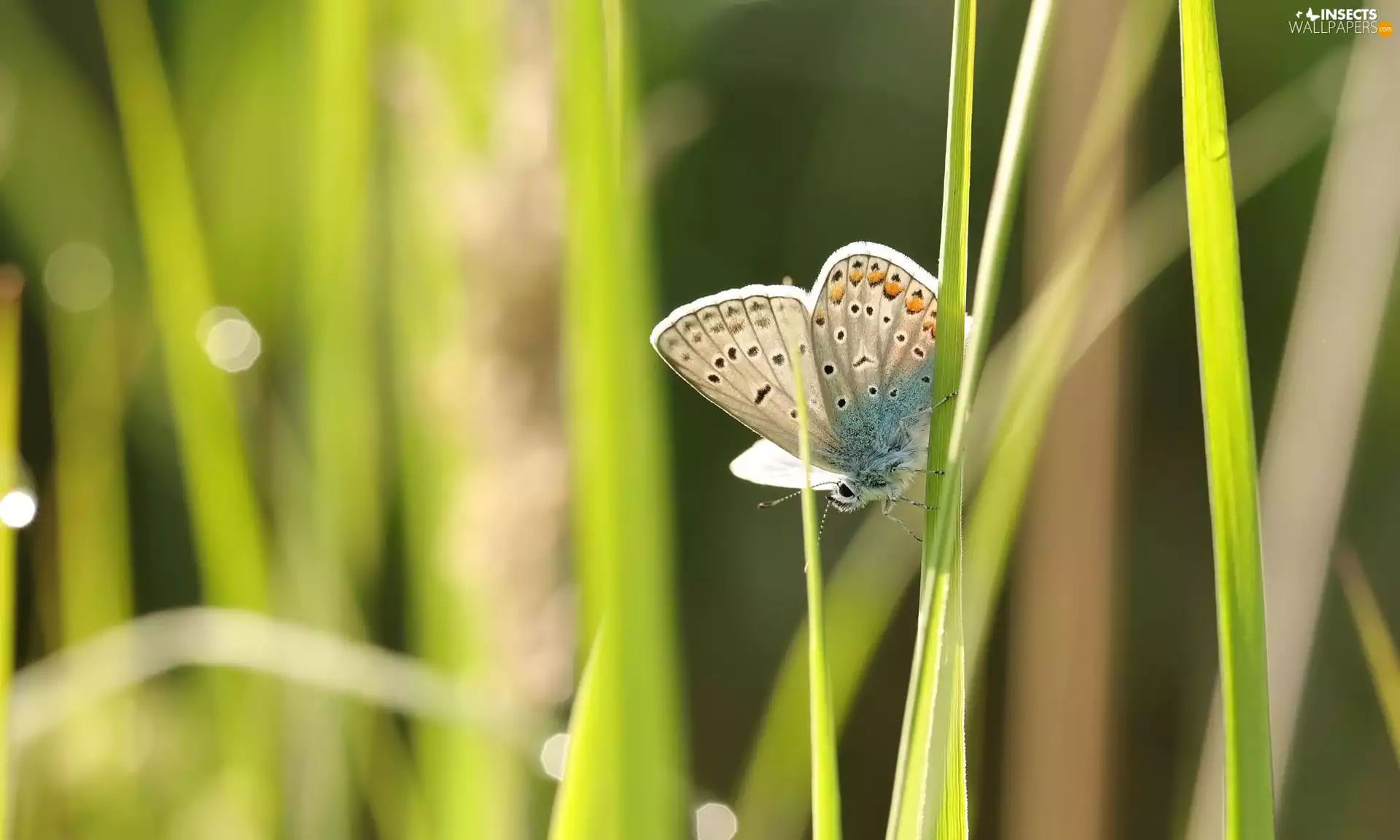 Dusky Icarus, grass, blades, butterfly