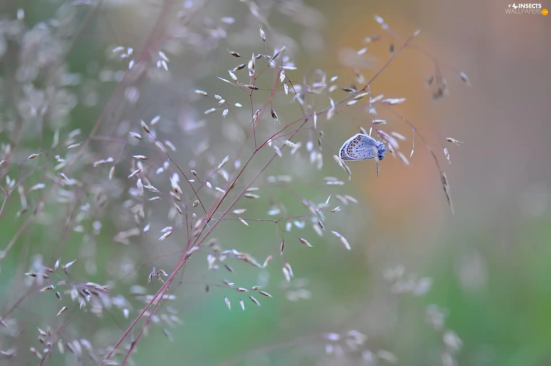 grass, butterfly, Dusky Icarus
