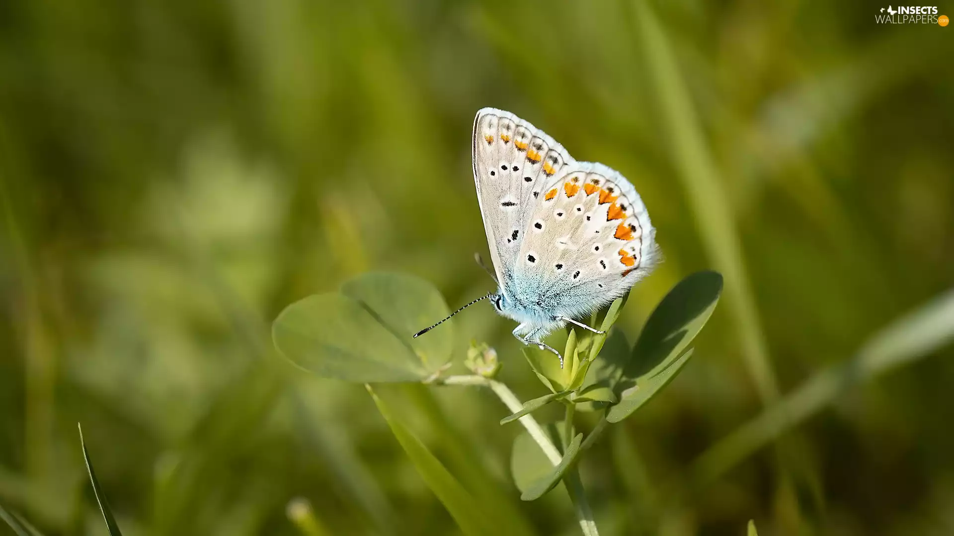 leaves, butterfly, Dusky Icarus